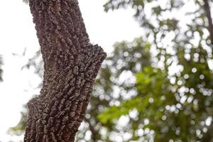 textured trunk of angiosperm tree photo