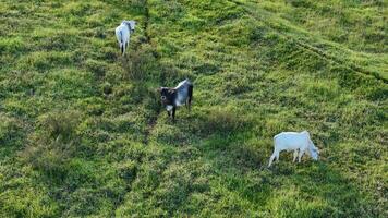 cattle cows grazing in a field in the late afternoon photo