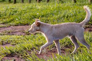 Dog animal playing in the field photo