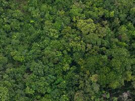 aéreo arboles en bosque foto