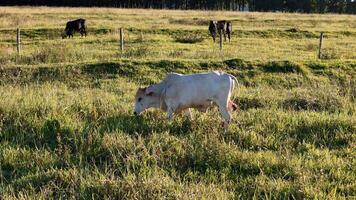 cattle cows grazing in a field in the late afternoon photo