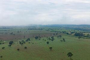 grassy field pasture area for livestock farming photo