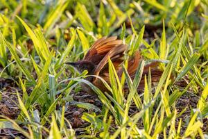 Greater Thornbird Animal photo