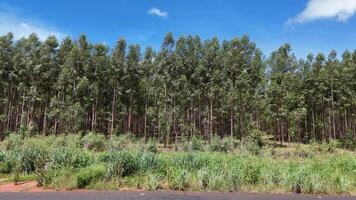 cultivation of eucalyptus trees photo