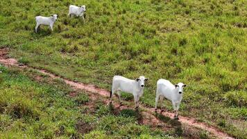 field pasture area with white cows grazing photo