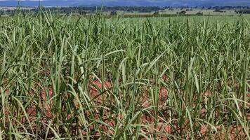field sugar cane cultivation photo
