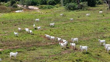 field pasture area with white cows grazing photo