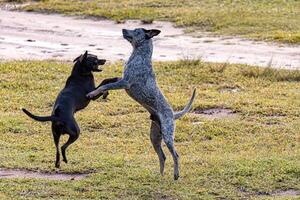 perros animales jugando en el campo foto