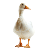 White pekin duck on isolated transparent background png