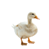 White pekin duck on isolated transparent background png