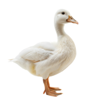 White pekin duck on isolated transparent background png