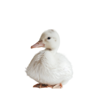 White pekin duck on isolated transparent background png