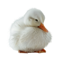 White pekin duck on isolated transparent background png