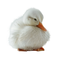 White pekin duck on isolated transparent background png