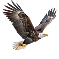 Bald eagle flying on isolated transparent background png