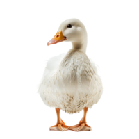 White pekin duck on isolated transparent background png