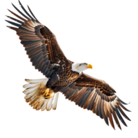 Bald eagle flying on isolated transparent background png