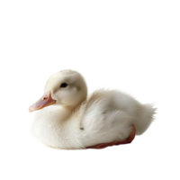 White pekin duck on isolated transparent background png