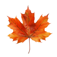 Maple leaf on isolated transparent background png