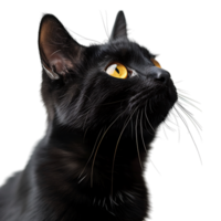 Black cat on isolated transparent background png