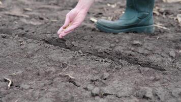 dichtbij omhoog van een Mannen hand- zetten zaden in de grond. de concept van biologisch landbouw en voorjaar tuinieren video
