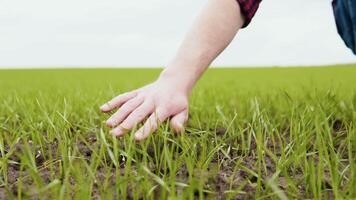 homme agriculteur travail dans le champ inspecte le surgir blé germe Naturel une agriculture video