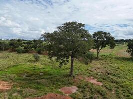 big tree in a field photo