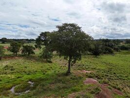 big tree in a field photo