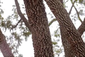 textured trunk of angiosperm tree photo