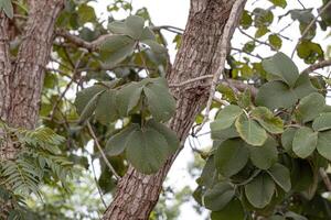 Pekea Nut Tree Leaves photo