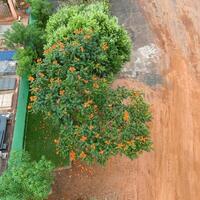 African Tulip Tree Flowers photo