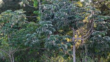 Pumpwood plant leaves photo