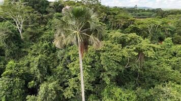 fruits of the buriti palm tree photo