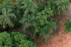 mango tree canopy and palm trees photo