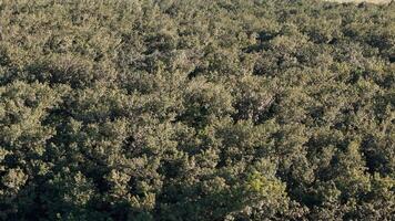 rubber tree forest for latex extraction photo