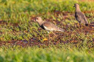 pájaro avefría del sur adulto foto