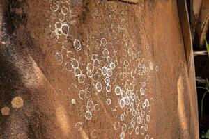 Dobsonfly Aquatic Insect Eggs photo