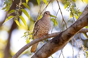 Scaled Dove Bird photo