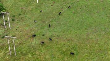 cattle grazing in a field photo