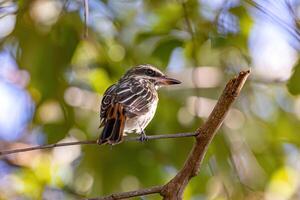 Streaked Flycatcher Bird photo