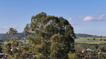 canopy of few eucalyptus trees photo