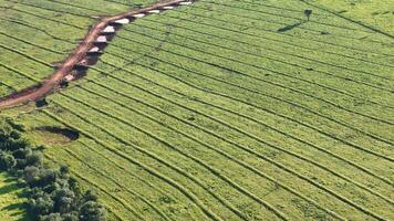 pasture area with contour lines in field photo