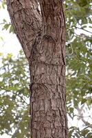 Pekea Nut Tree Trunk photo
