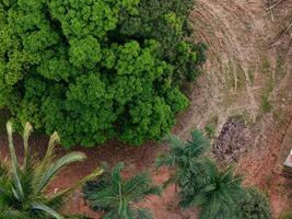 mango tree canopy and palm trees photo