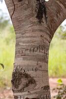 Stinkingtoe Tree Trunk photo