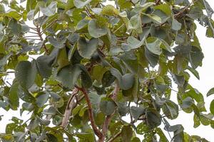 pekea nuez árbol hojas foto