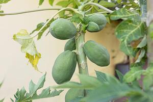 papaya tree with fruits photo