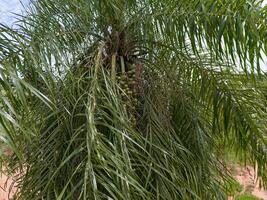 guacamayo palma frutas foto