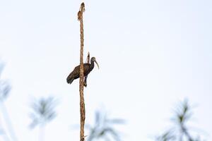 Green Ibis Animal photo