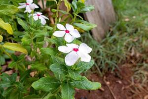 flor blanca del bígaro de madagascar foto